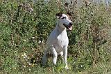 FOX TERRIER POIL LISSE 013